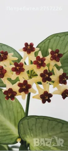 Hoya polyneura , снимка 1 - Стайни растения - 48065177