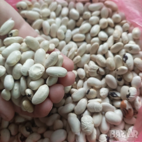 Бял и шарен боб 