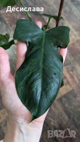 Philodendron Fiddle Lime, снимка 4 - Стайни растения - 46791782