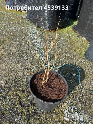 Боровинки сорт Дюк 4 годишни, снимка 3 - Разсади - 53579008