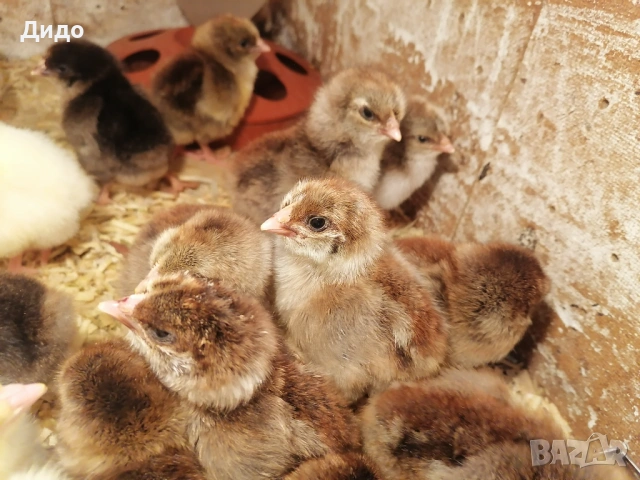 Разплодни яйца от катунски кокошки, снимка 7 - други­ - 52839554