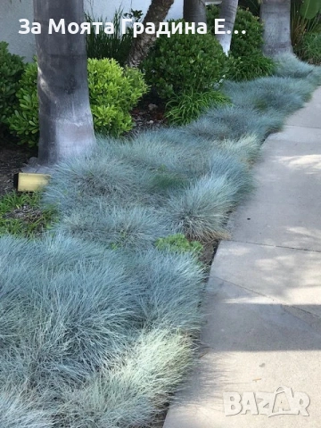 Фестука - Синя трева , снимка 2 - Градински цветя и растения - 54020253