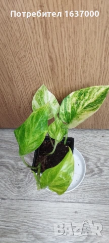 Епипремнум Hicolor, снимка 2 - Стайни растения - 50836356