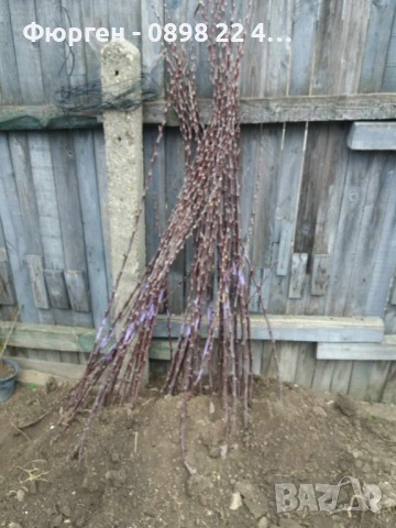 Ябълка RedLove “Sirena” – “Червена луна”, снимка 6 - Разсади - 53272423