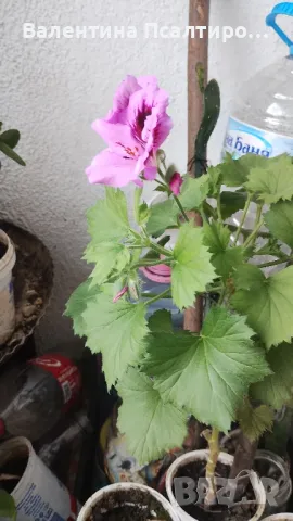 Кралско мушкато , снимка 1