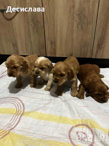 Кокер шпаньол 