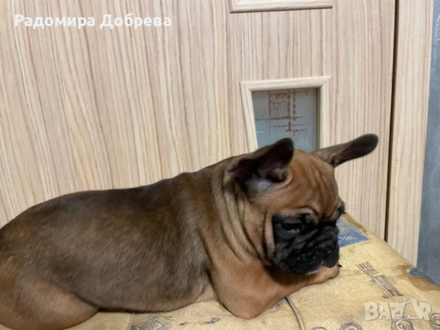Френски булдог, снимка 2 - Френски булдог - 53711301