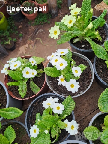 Иглика в саксия, зимоустойчиво и многогодишно растение , снимка 8 - Градински цветя и растения - 53759487