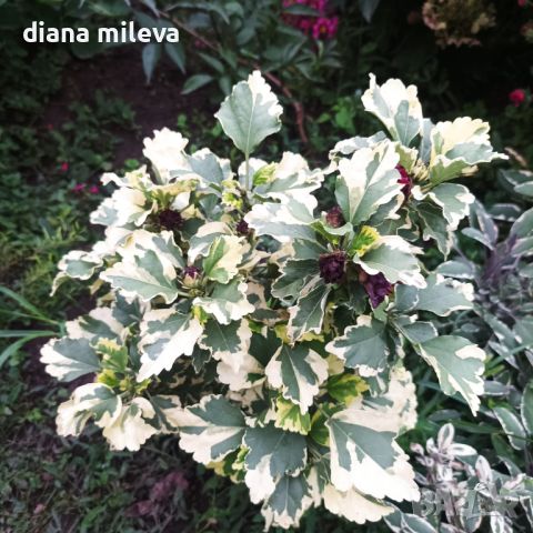  Дървовидна Ружа,Hibiscus syriacus, вариегатен, снимка 4 - Градински цветя и растения - 43401559