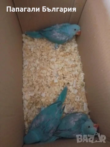 Промоция Александри 200 за брой !