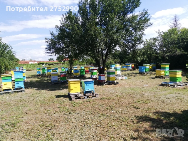 Натурален пчелен мед , снимка 3 - Пчелни продукти - 54266905