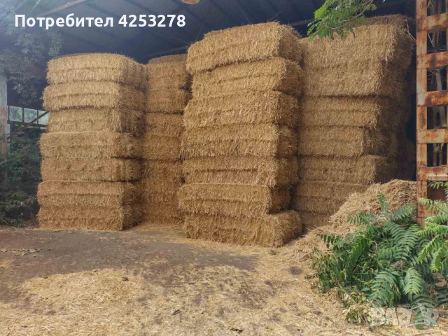 Продавам бали пшеничена слама – реколта 2025 г., снимка 2 - За селскостопански - 51320155