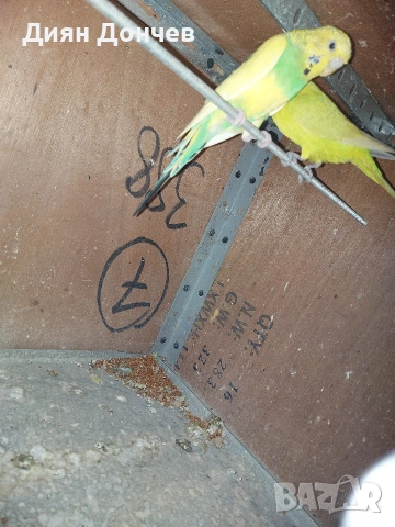 продавам вълнисти папагали,корели,гугутки, снимка 6 - Папагали - 43617880