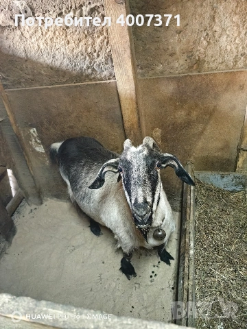 Англонубийски кози и пръч