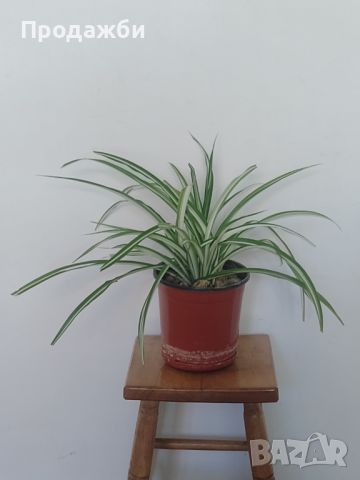 Стайно растение- хлорофитум, снимка 1 - Стайни растения - 46460303