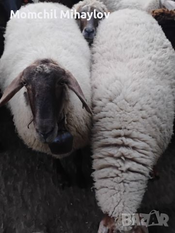 продавам овце за клане или тамазлък , снимка 1 - Овце - 45775695