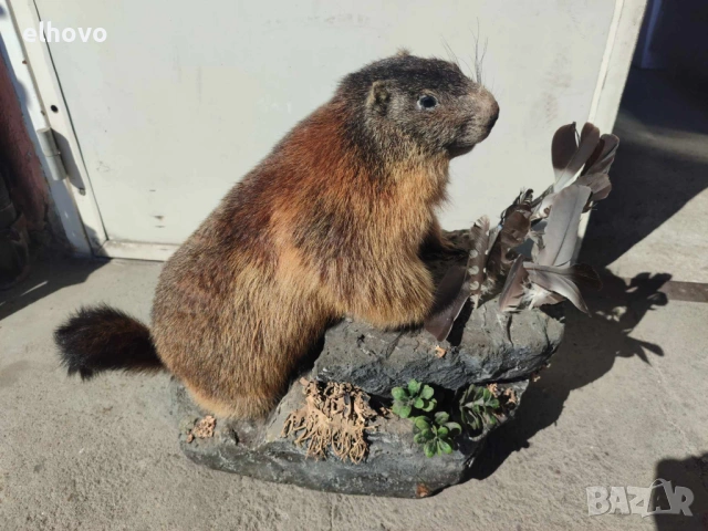 Препариран бобър, снимка 3 - Антикварни и старинни предмети - 53781819