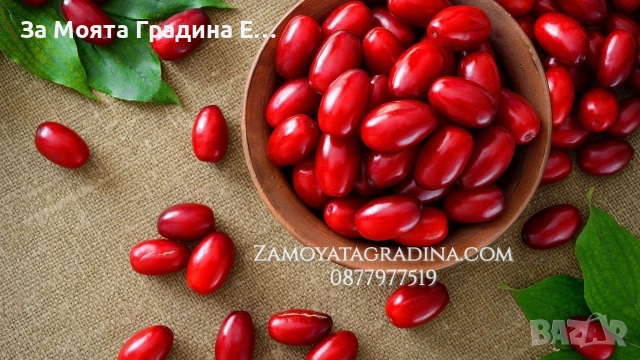 Дрян-Панчаревски Дрян 