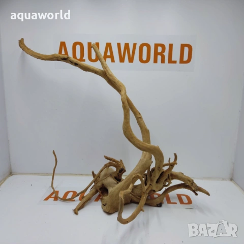 Корен Азалия 6