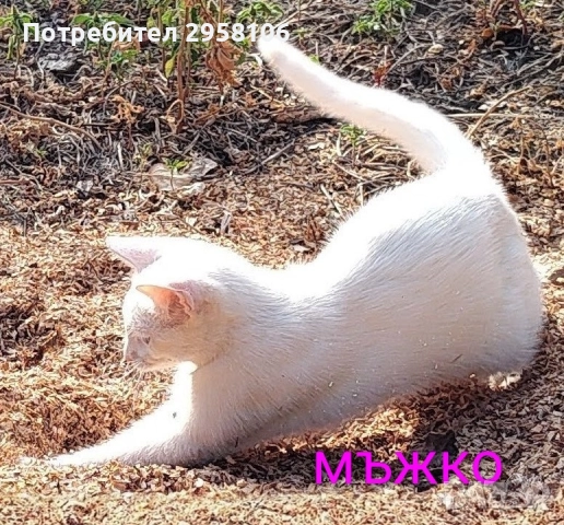 коте, снежно бяло момче, 8 мес., снимка 8 - Британска късокосместа - 51471264