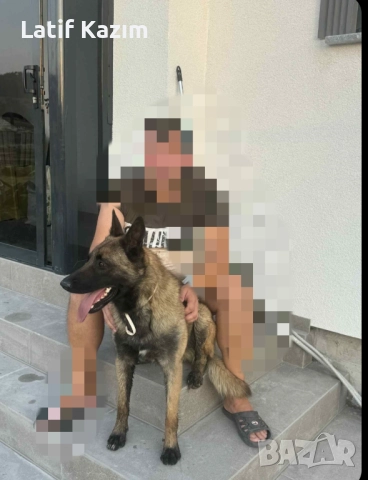 Чистокръвни малки белгийски овчарки Малинуа малионис, снимка 9 - Белгийска овчарка - 52294460