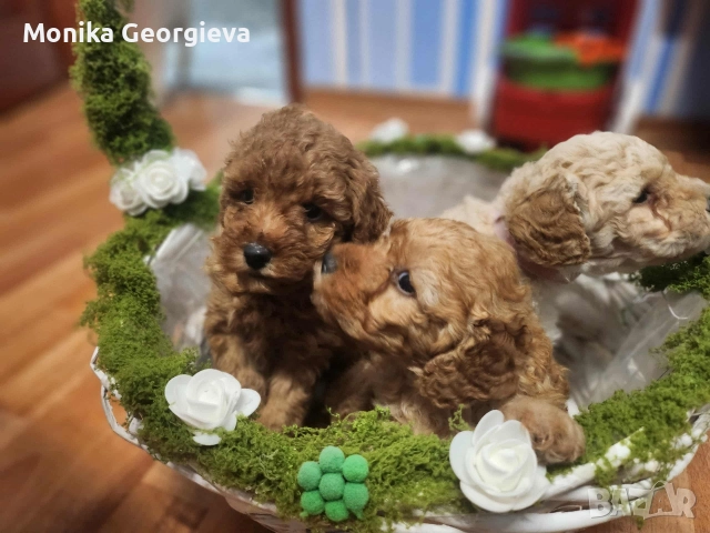 Продавам Пуделчета , снимка 2 - Пудели - 52693999