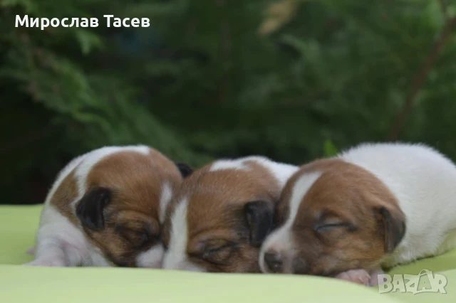 Джак ръсел териер , снимка 1