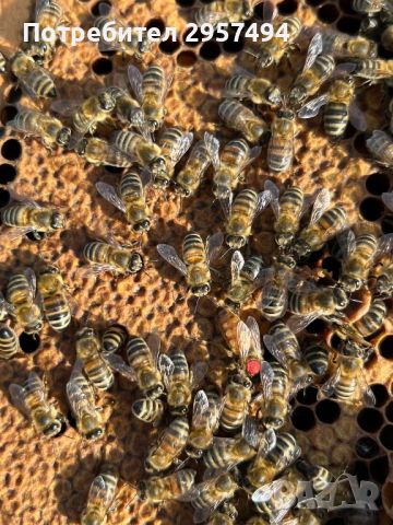 Пчелни майки 2024г, снимка 4 - За пчели - 45959591