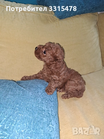 Той Пудели, снимка 8 - Пудели - 53807475