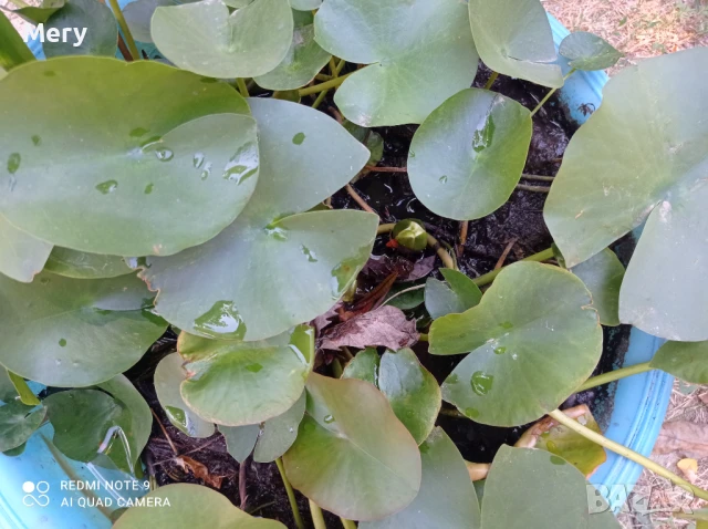 Водна лилия розов и бял цвят , снимка 3 - Градински цветя и растения - 50292601