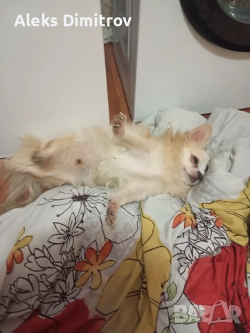 продавам чихуахуа дългокосместо , снимка 4 - Чихуахуа - 52928633