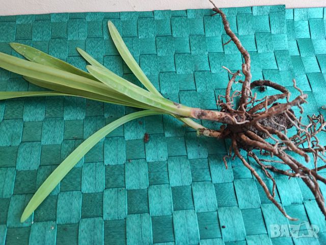 Агапантус син , снимка 4 - Градински цветя и растения - 41597181
