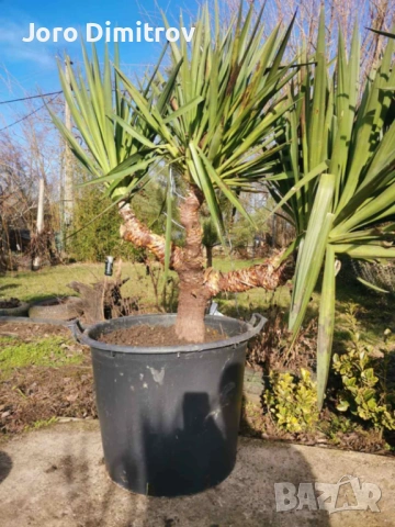 Палма юка външна студоустойчива, снимка 3 - Градински цветя и растения - 53031740