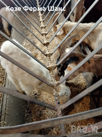 Ярета от 5-30 дни, снимка 4 - Кози - 53718025