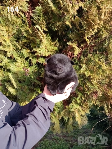 Померански Шпицове, снимка 5 - Немски шпиц - 53486751