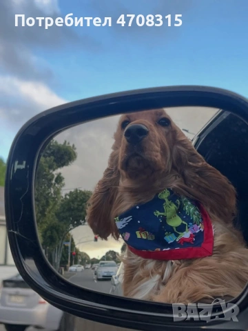 Кокер шпаньол момченце родословен баща, снимка 6 - Кокер шпаньол - 53829519