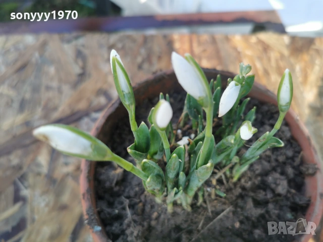 ЕКО КОКИЧЕ-ДОМАШНО 3001261607, снимка 5 - Градински цветя и растения - 53285139