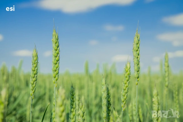 Земеделска земя – с. Рояк, общ. Дългопол, рента 100 лв.