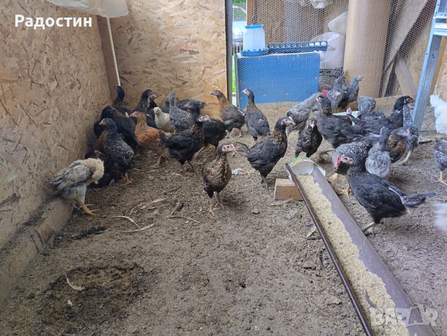Пилета , снимка 3 - Кокошки и пуйки - 45878804