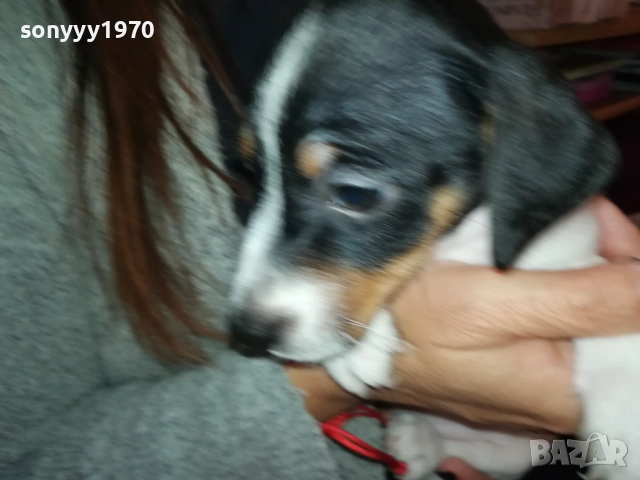 ДЖАК РЪСЕЛ БЕБЕШОЦИ 40 ДЕНА 0210251842, снимка 4 - Джак ръсел териер - 51924045