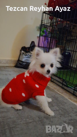 мини Померан Женско