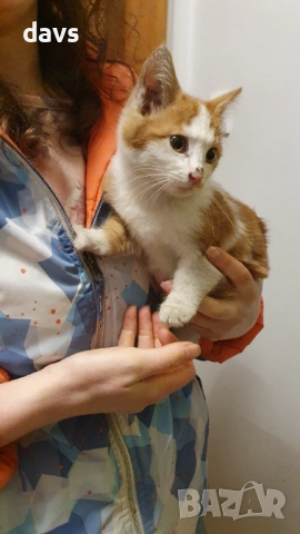 Намерено - Рижаво мъниче спешно търси дом, снимка 13 - Други - 52807638