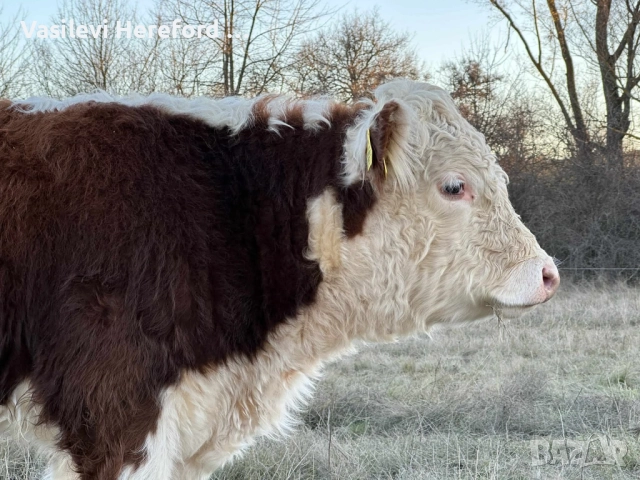 Елитни бикове Херефорд , снимка 5 - Крави - 52813805