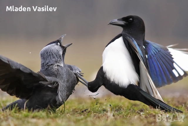 Дигитални авторски фотографии на природа(птици, бозайници, пеперуди, влечуги, земноводни и др.), снимка 3 - Други - 53943304