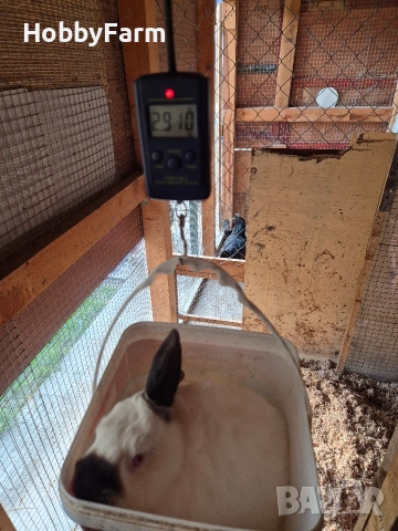 калифорнийски зайчета, снимка 6 - Други - 53063870