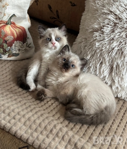 Готови за нов Дом, снимка 3 - Руска синя котка - 54077650