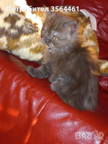 продавам персийско коте-мъжко