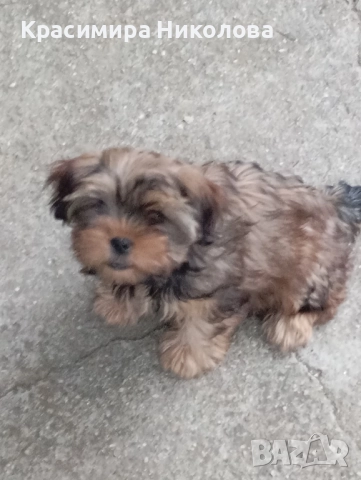 продавам 2 йоркита!.., снимка 7 - Йоркширски териер - 51533373