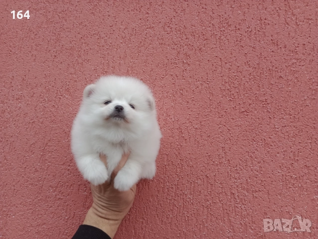 Мъжки и женски бели Померани. Реални снимки от 05.01.26 г. , снимка 12 - Померан - 52926923