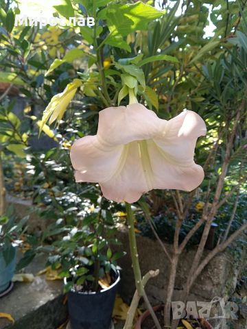 Продавам растения жълта и розова бругманзия (ангелски тромпет), снимка 13 - Градински цветя и растения - 45545673